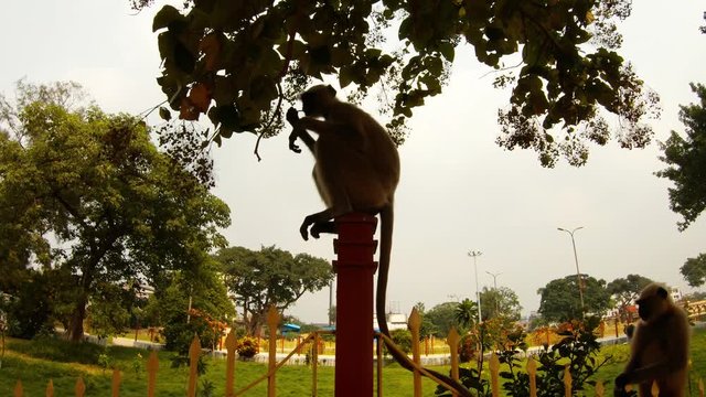 grey langur monkey sits on fence eats brench green trees around park Kolkata