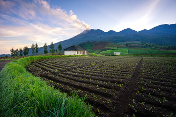 Green Vegetable Farm near mountain