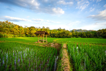 Rice Paddy Field Indonesia