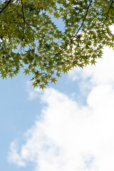 Fototapeta premium Tree and Sky