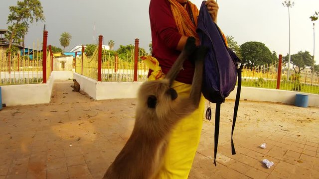 gray langur monkeys pull by woman's clothes and impudently ask food open aria with fence park Kolkata