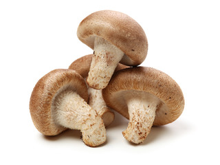 Shiitake mushroom on the White background 