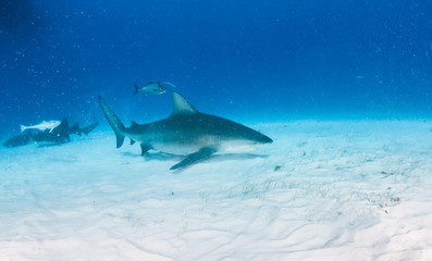 Fototapeta premium Bull shark at the Bahamas