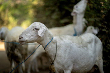 White goats / lambs that typically bred in Indonesia