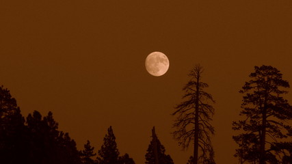 MOON AND TREES