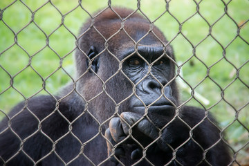 Big black gorilla at a zoo