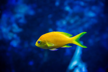 Yellow tropical fish in the ocean