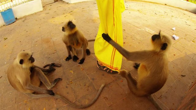 three monkeys sit pull by woman's skirt ask for food city park Kolkata