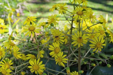 ツワブキの花