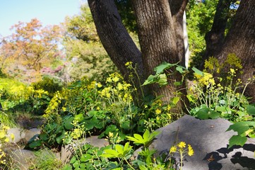 ツワブキの花
