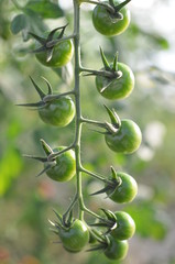  A bunch of immature cherry tomatoes