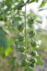  A bunch of immature cherry tomatoes
