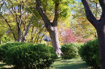 Fototapeta premium 日比谷公園の風景