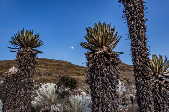 Ruta del Roble, Santander, Boyac&aacute;, Colombia