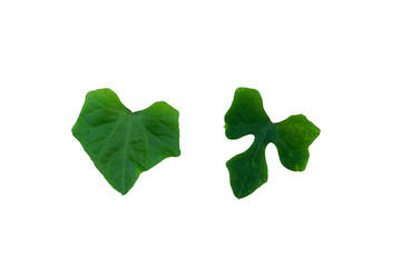 Female and male ivy gourd leaves on white background