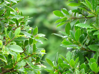 background of green leaves