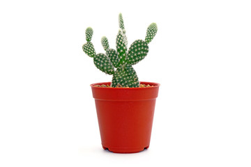 Cactus in pot isolated on white background. Potted ornamental plants for absorb electromagnetic (EMF) radiation from computer in office, easy care potted plants. 