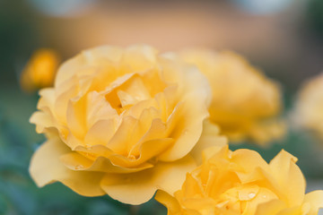 Yellow roses in the garden close up, soft green background
