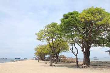tree on the beach