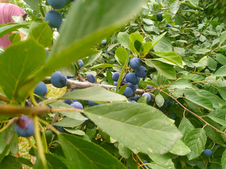 The fruits of blackthorn