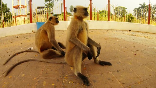 two langurs monkeys scratch itselves take piece of bread from floor and eat it city park of Kolkata