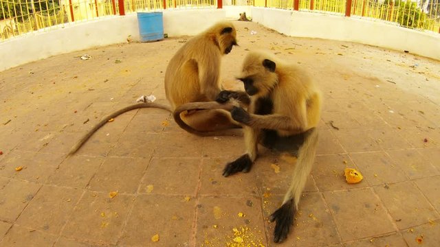 langur monkeys look for fleas in tail piece of bread lies near by city park of Kolkata