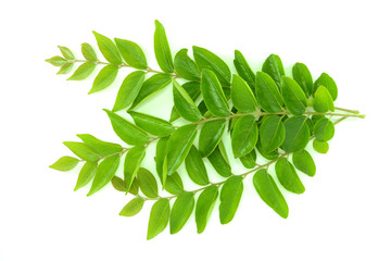 branch with green leaves isolated on white