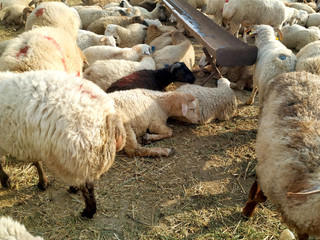 A herd of sheep and goats grazing in the mountains