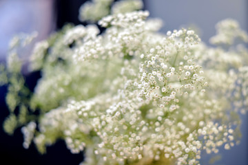 Bush of tiny white flowers