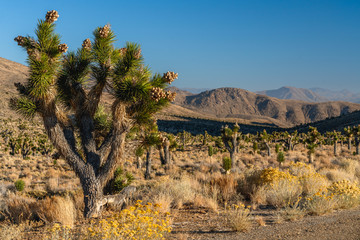 Joshua trees, or  Yucca brevifolia in desert. Death Valley National Park, California