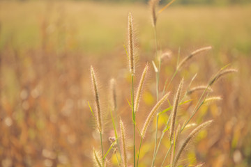 Obraz premium Grass flowers with morning sun, Natural background.