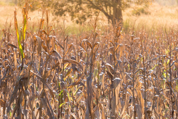 Corn field after harvesting in the morning sunshine, Dry corn field.