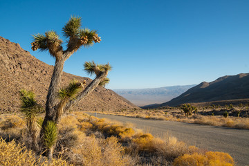 Morning in desert. Empty road, mountains, and Joshua trees. Death Valley National Park