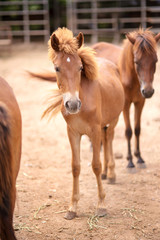 Fototapeta premium stylish hair horse