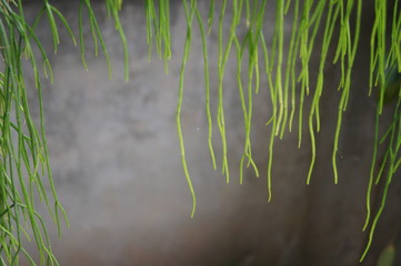 Mistletoe Cactus, Rhipsalis quellebambensis Johns. nomen nudum, Cactaceae, natural background.