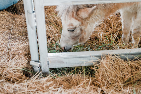 Dwarf Miniature Mule (mixed Species Of Donkey & Horse) In Farm