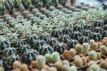 succulent cactus plant in pot decorating on desk
