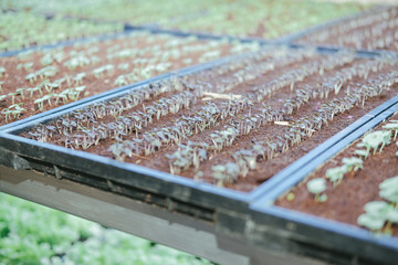 plant growing in smart indoor farm with artificial led light. phyto lamp for seedling & cultivation