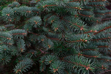 Naklejka na ściany i meble Texture of Christmas tree branches, frame of xmas green pine tree. Nature New Year concept.