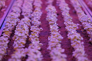 plant growing in smart indoor farm with artificial led light. phyto lamp for seedling & cultivation