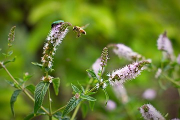 butterfly on flower