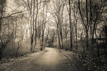 Obraz premium road in the forest