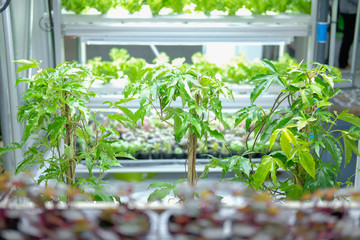 plant growing in smart indoor farm with artificial led light. phyto lamp for seedling & cultivation