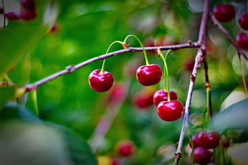 cherries on tree