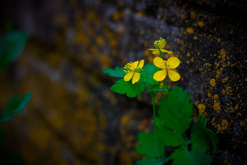 yellow flowers in the garden