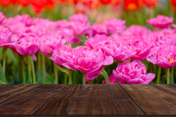 flowerbed of double princess tulip flower