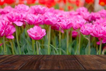 flowerbed of double princess tulip flower © 88studio