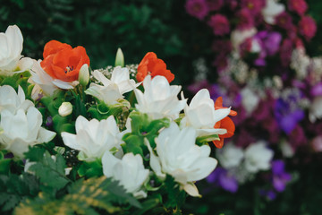 siam tulip flower arrangement in flowerpot