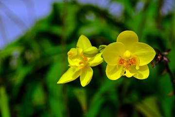 Beautiful blooming yellow ground orchid flowers (Spathoglottis plicata Blume,Spathoglottis...