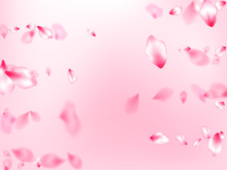 Japanese cherry blossom pink flying petals